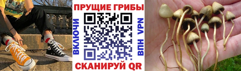 закладка  Киров  Псилоцибиновые грибы ЛСД 
